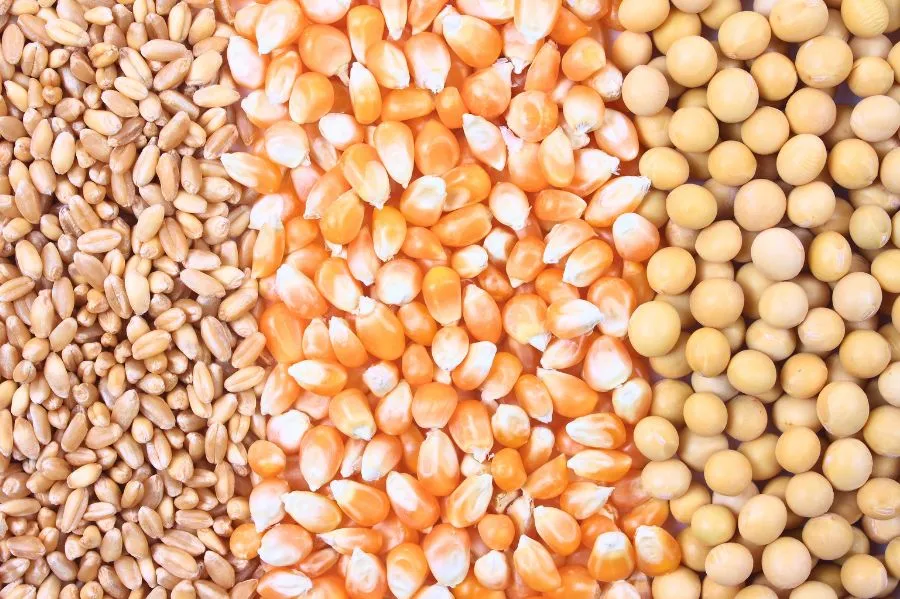 Soja, milho e trigo: como cada commodity tem uma dinâmica de comercialização diferente